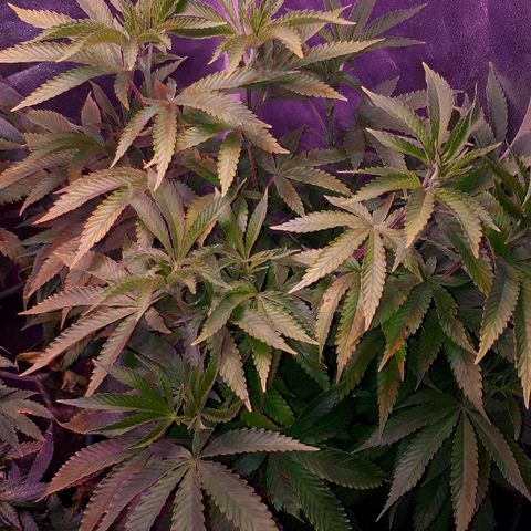 Gorilla Zkittlez growlog timeline photo