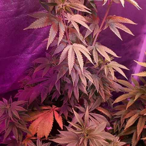 OG Kush #1 growlog timeline photo