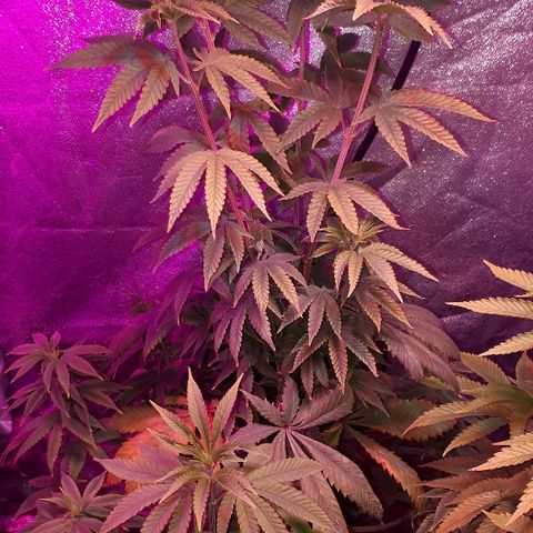 OG Kush #1 growlog timeline photo
