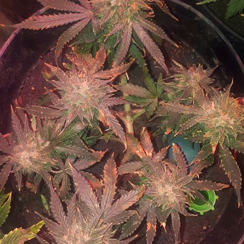 Super Critical Automatic growlog timeline photo