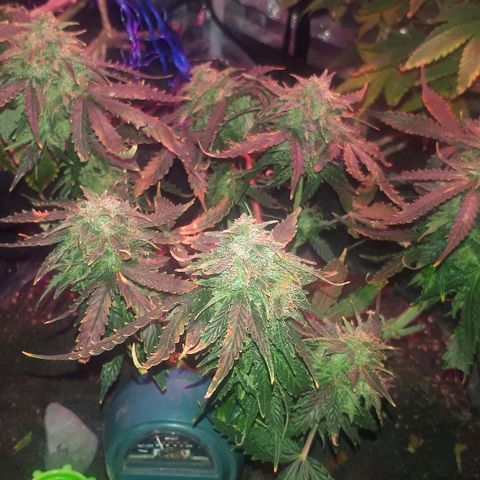 Super Critical Automatic growlog timeline photo