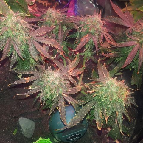 Super Critical Automatic growlog timeline photo