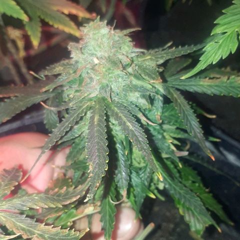 Super Critical Automatic growlog timeline photo