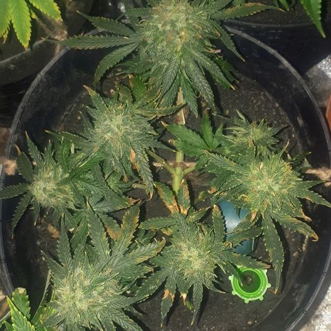 Super Critical Automatic growlog timeline photo