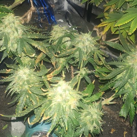 Super Critical Automatic growlog timeline photo