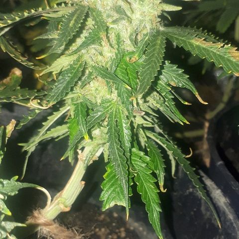 Super Critical Automatic growlog timeline photo