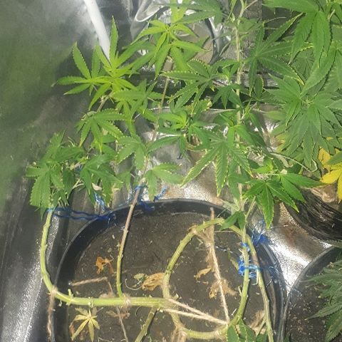 Glue Gelato Auto growlog timeline photo