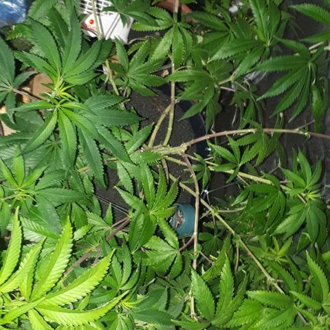 Gorilla Zkittlez growlog timeline photo