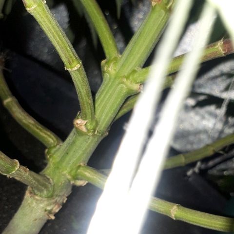 Gorilla Zkittlez growlog timeline photo