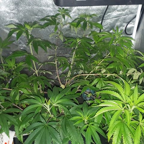Gorilla Zkittlez growlog timeline photo