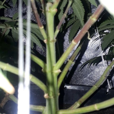 Gorilla Zkittlez growlog timeline photo