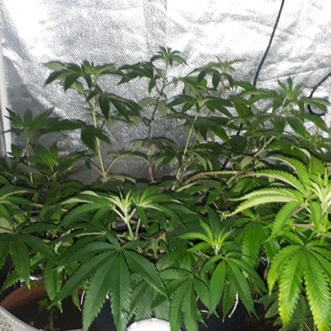 Gorilla Zkittlez growlog timeline photo