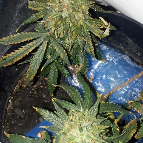 Super Critical Automatic growlog timeline photo