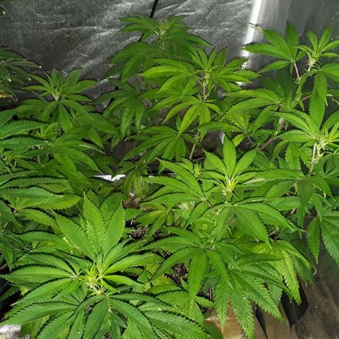 Gorilla Zkittlez growlog timeline photo