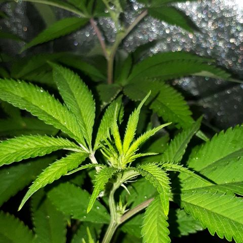 Gorilla Zkittlez growlog timeline photo