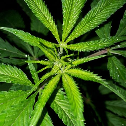 Gorilla Zkittlez growlog timeline photo