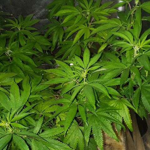 Gorilla Zkittlez growlog timeline photo