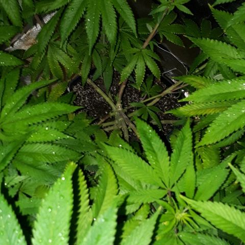 Gorilla Zkittlez growlog timeline photo