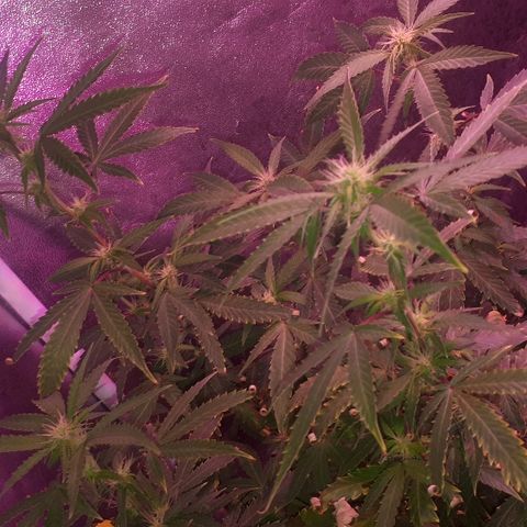 Glue Gelato Auto growlog timeline photo