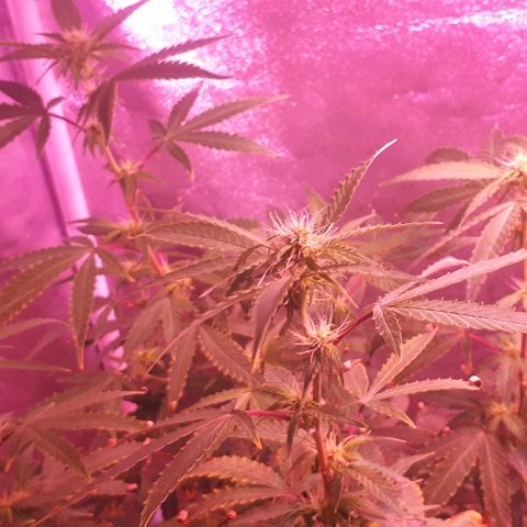 Glue Gelato Auto growlog timeline photo
