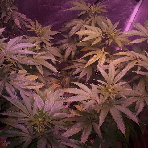 Gorilla Zkittlez growlog timeline photo
