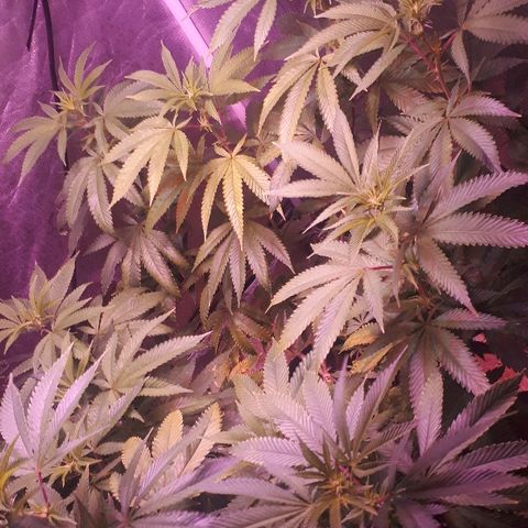 Gorilla Zkittlez growlog timeline photo