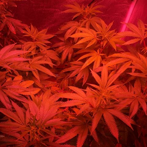 Gorilla Zkittlez growlog timeline photo