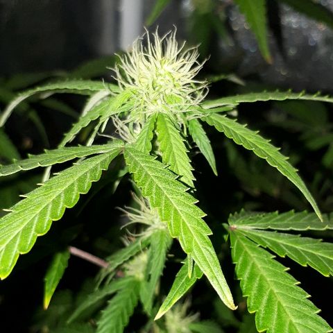 Glue Gelato Auto growlog timeline photo