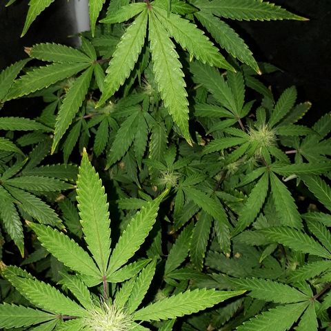 Glue Gelato Auto growlog timeline photo