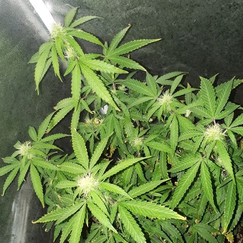 Glue Gelato Auto growlog timeline photo