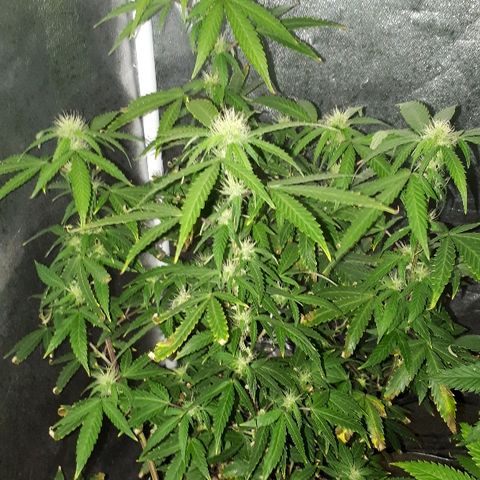Glue Gelato Auto growlog timeline photo