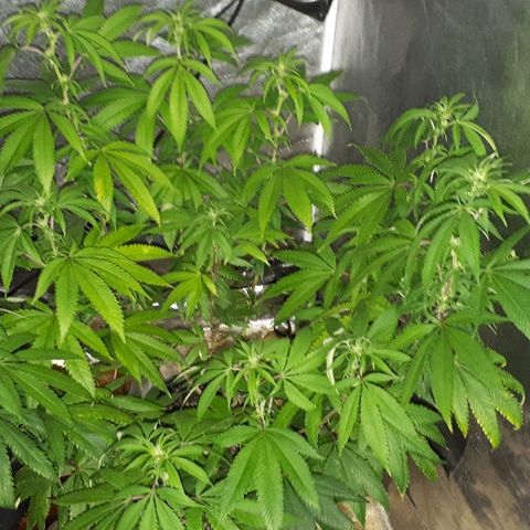 Gorilla Zkittlez growlog timeline photo