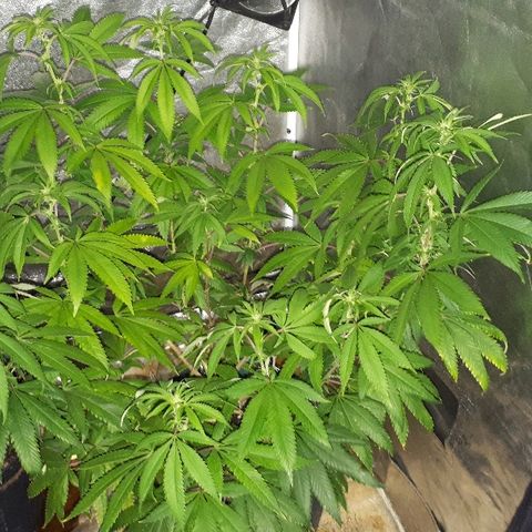 Gorilla Zkittlez growlog timeline photo