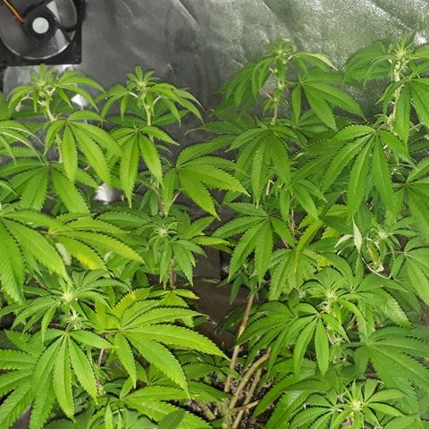 Gorilla Zkittlez growlog timeline photo