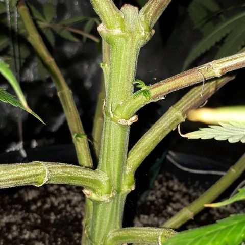 Gorilla Zkittlez growlog timeline photo