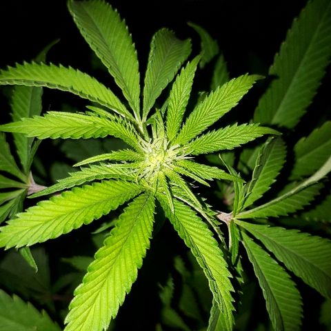 Gorilla Zkittlez growlog timeline photo