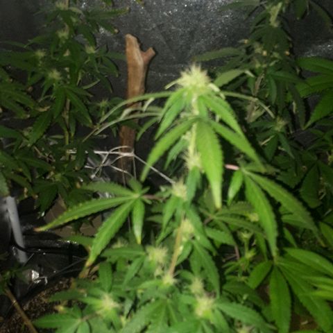 Glue Gelato Auto growlog timeline photo