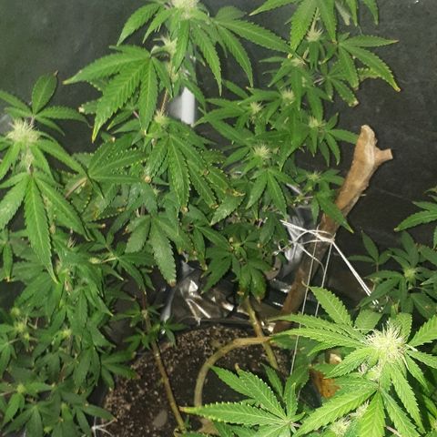 Glue Gelato Auto growlog timeline photo