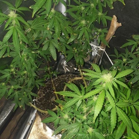 Glue Gelato Auto growlog timeline photo