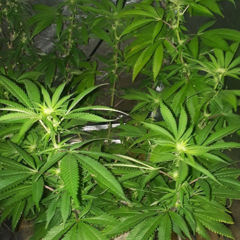 Gorilla Zkittlez growlog timeline photo