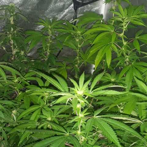Gorilla Zkittlez growlog timeline photo