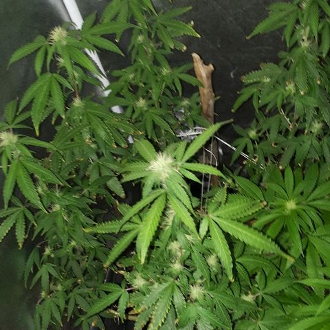 Glue Gelato Auto growlog timeline photo