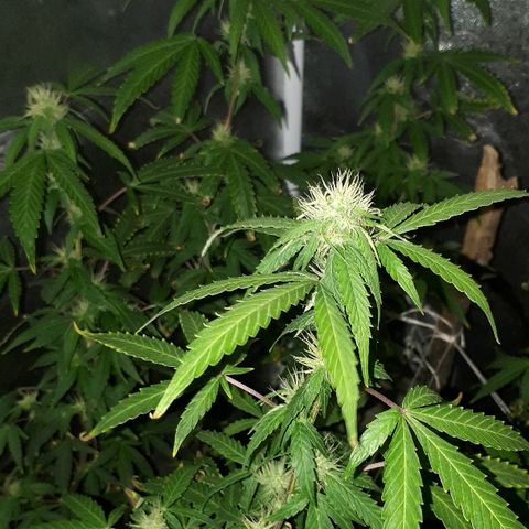 Glue Gelato Auto growlog timeline photo