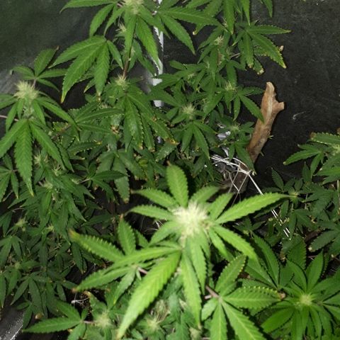 Glue Gelato Auto growlog timeline photo