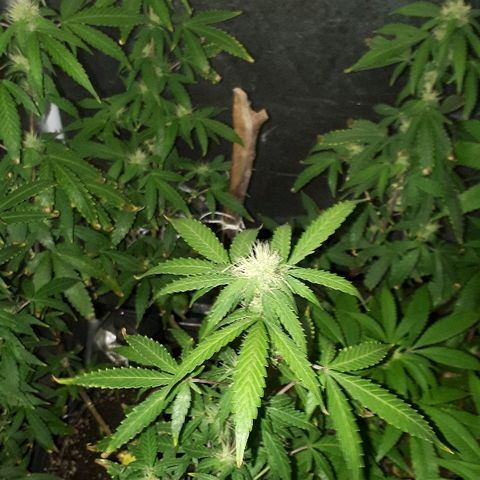 Glue Gelato Auto growlog timeline photo