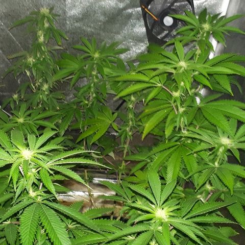 Gorilla Zkittlez growlog timeline photo