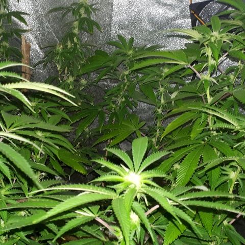 Gorilla Zkittlez growlog timeline photo