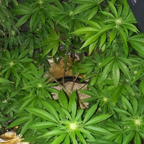 Gorilla Zkittlez growlog timeline photo