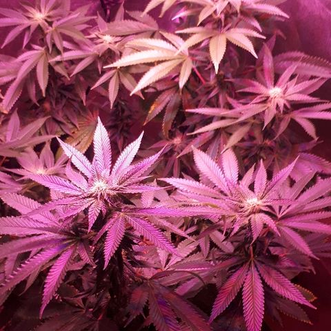 Gorilla Zkittlez growlog timeline photo