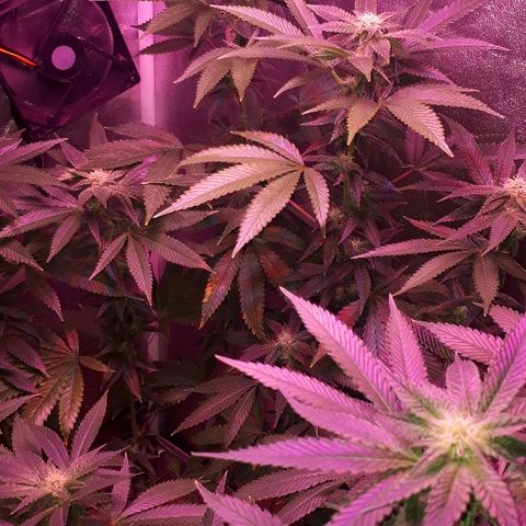 Gorilla Zkittlez growlog timeline photo